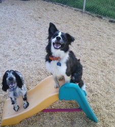 Call us to join in on the fun here at Barks and Blooms Doggie Daycare