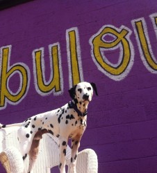 FABULOUS Skye hanging at doggie daycare