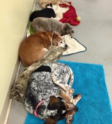 Catchin zzz's during cage free naptime at daycare